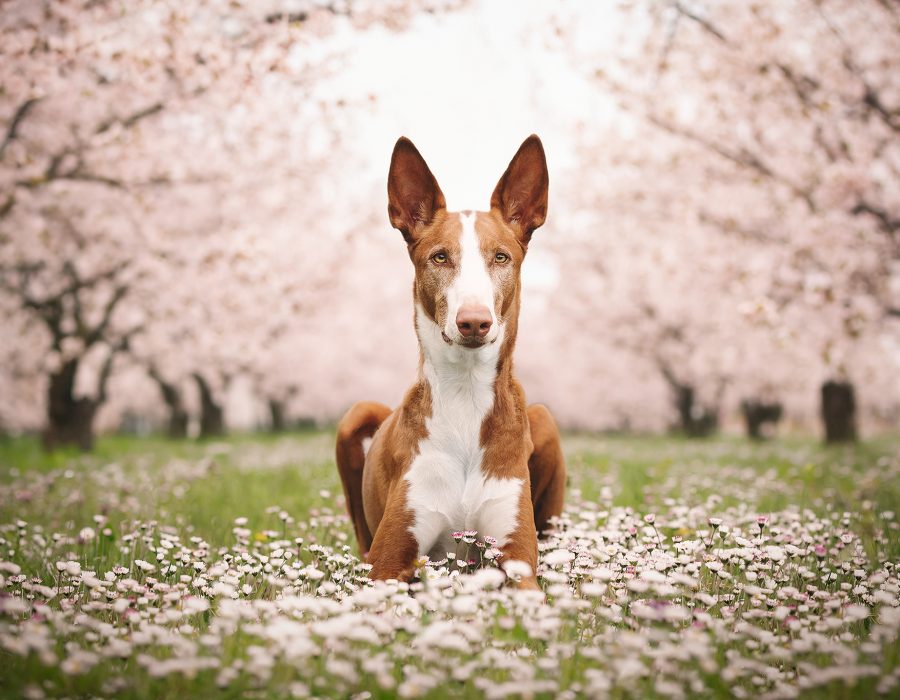 PetBook_Ayko_Printemps_110-NEW-web